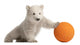 Polar Bear Cub Pushing a Ball Wall Decal