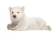 Polar Bear Cub Wall Decal