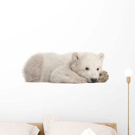 Resting Polar Bear Cub Wall Decal