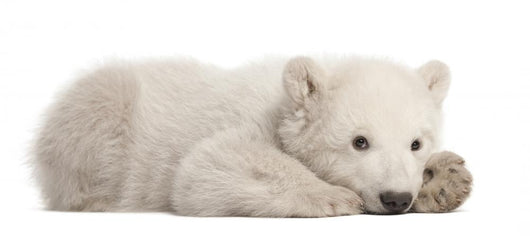 Resting Polar Bear Cub Wall Decal