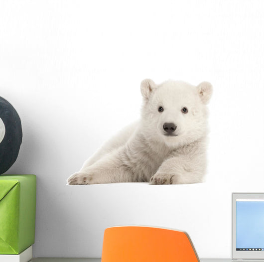 Polar Bear Cub Watching Wall Decal