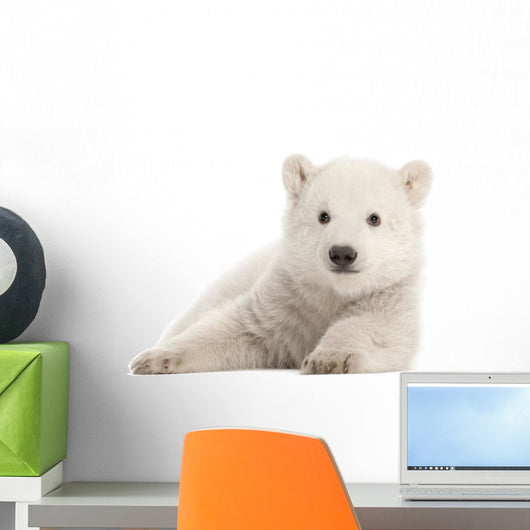 Polar Bear Cub Watching Wall Decal