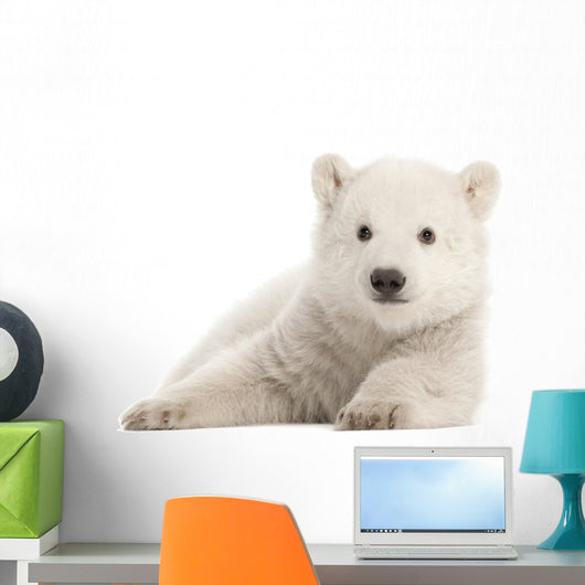 Polar Bear Cub Watching Wall Decal