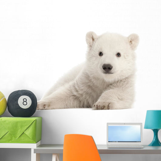 Polar Bear Cub Watching Wall Decal