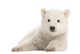 Polar Bear Cub Watching Wall Decal
