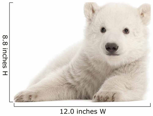 Polar Bear Cub Watching Wall Decal