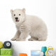 Polar Bear Cub Sitting and Roaring Wall Decal