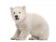 Polar Bear Cub Sitting and Roaring Wall Decal