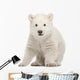 Sitting Polar Bear Cub Wall Decal