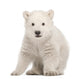 Sitting Polar Bear Cub Wall Decal