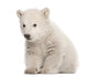 Polar Bear Cub Sitting Wall Decal