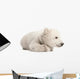 Polar Bear Cub Lying with Paws Curled Wall Decal