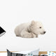Polar Bear Cub Lying with Paws Curled Wall Decal