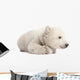Polar Bear Cub Lying with Paws Curled Wall Decal