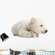 Polar Bear Cub Lying with Paws Curled Wall Decal
