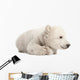 Polar Bear Cub Lying with Paws Curled Wall Decal
