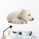 Polar Bear Cub Lying with Paws Curled Wall Decal