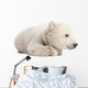 Polar Bear Cub Lying with Paws Curled Wall Decal