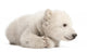 Polar Bear Cub Lying with Paws Curled Wall Decal