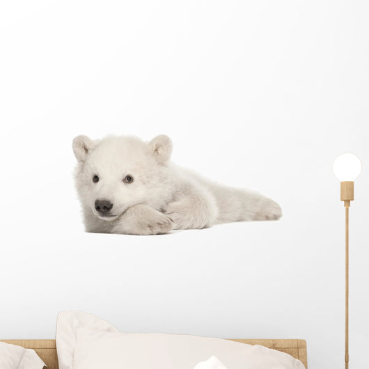 Polar Bear Cub Lying on Side Wall Decal