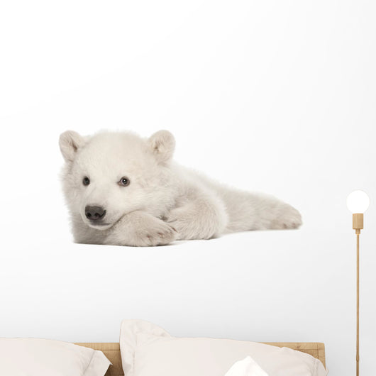 Polar Bear Cub Lying on Side Wall Decal