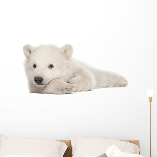 Polar Bear Cub Lying on Side Wall Decal