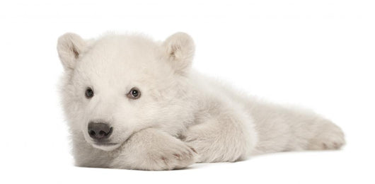 Polar Bear Cub Lying on Side Wall Decal