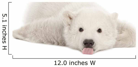 Polar Bear Cub with Tongue Out Wall Decal