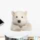 Polar Bear Cub Laying Down Wall Decal
