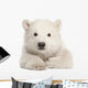 Polar Bear Cub Laying Down Wall Decal