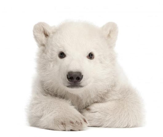 Polar Bear Cub Laying Down Wall Decal