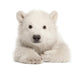 Polar Bear Cub Laying Down Wall Decal