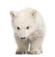 Polar Bear Cub Face Wall Decal