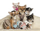 Chihuahua Puppies and Adults Wall Decal