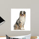 Australian Shepherd 2 Years Wall Decal
