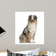 Australian Shepherd 2 Years Wall Decal