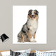 Australian Shepherd 2 Years Wall Decal