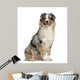 Australian Shepherd 2 Years Wall Decal