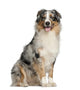 Australian Shepherd 2 Years Wall Decal