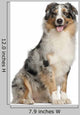 Australian Shepherd 2 Years Wall Decal