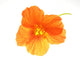Orange Flower Wall Decal