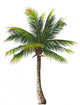 Palm Wall Decal