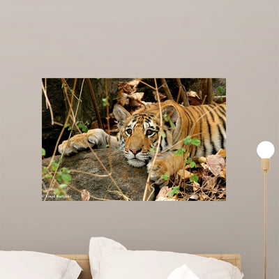 Tiger Cub Wall Decal shown on a wall