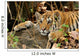 Tiger Cub Wall Decal