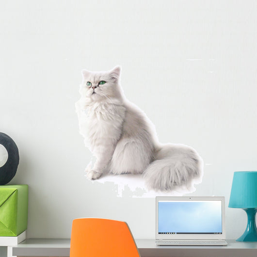 Chat Persan Chinchilla Wall Decal