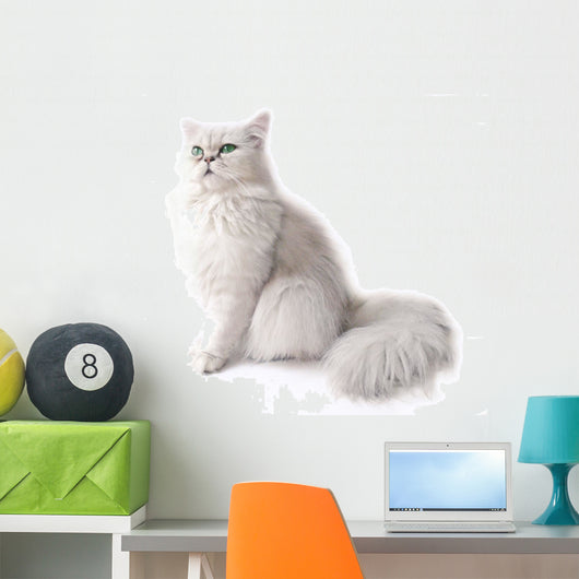 Chat Persan Chinchilla Wall Decal