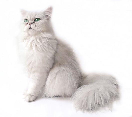 Chat Persan Chinchilla Wall Decal