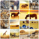 Safari Animal Collage 2 Wall Decal