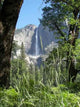 Yosemite Falls through Trees Wall Decal