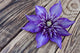 Clematis Multi Blue Wall Decal